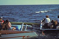 Der weisse Hai 2 [Blu-ray], 5