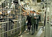 The Babe - Ein amerikanischer Traum [DVD], 4