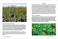 Kräuter und Heilpflanzen für Frauen, 3