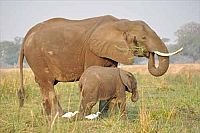 Naturparadiese Afrikas [Blu-ray], 7