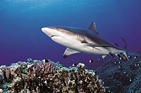 Haie hautnah [DVD], 5