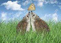 Ein Igel namens Hogi [DVD], 5