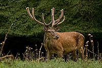 Wilder Iran  [DVD], 5