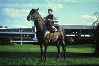 L'Etalon Noir [DVD], 2