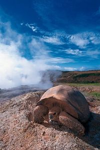 Naturwunder Galapagos [DVD], 2