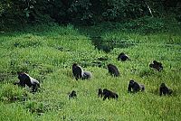 National Geographic - Königreich der Affen [DVD], 4