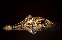 Amazonia - Abenteuer im Regenwald [Blu-ray 3D], 6