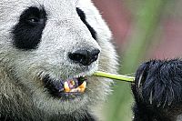 Der grosse Panda [DVD], 1