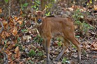 Indien - Auf den Spuren des Tigers [Blu-ray], 9