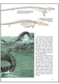 Wale und Delphine, 3