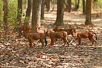 Indien - Auf den Spuren des Tigers [DVD], 6