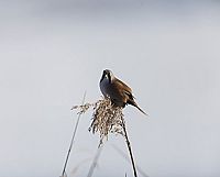 Die neue Wildnis  [DVD], 6