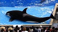 Blackfish (OmU) [DVD], 6