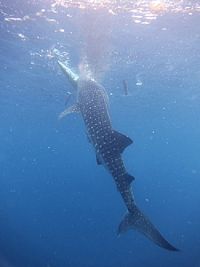 Big Mouth - Mein Freund der Walhai  [Blu-ray], 7