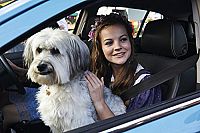 Pudsey - Ein tierisch cooler Held [DVD], 5