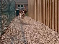 Wunder Hunde - Eine magische Geschichte [DVD], 3