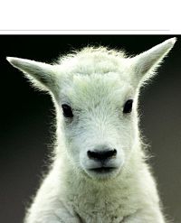 Tierkinder im Zoo, 2