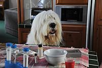 Albert - Der unsichtbare Hund [DVD], 2