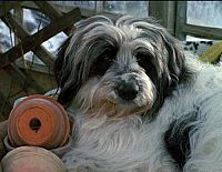 Weihnachten mit Willy Wuff - Collection [DVD], 7