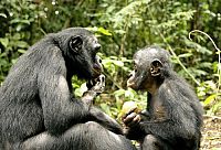 Benny - Allein im Wald [DVD], 3