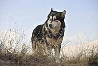 Kleine Helden, grosse Wildnis 2 - Abenteuer Serengeti [DVD], 5