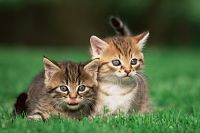 Das grosse Katzen-ABC  [DVD], 4