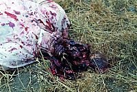 Zombie Invasion War [Blu-ray], 7