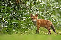 Wildes Grossbritannien [Blu-ray], 3