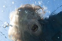 Fear the Walking Dead - Staffel 2 [Blu-ray], 3