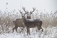 Die neue Wildnis  [DVD], 5