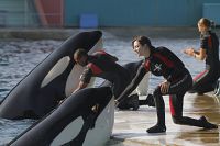 Der Geschmack von Rost und Knochen [Blu-ray], 7