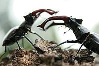 Das grüne Wunder - Unser Wald [Blu-ray], 1