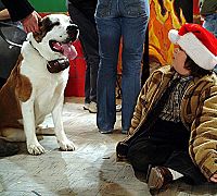 Les 12 chiens de Noël [DVD], 4