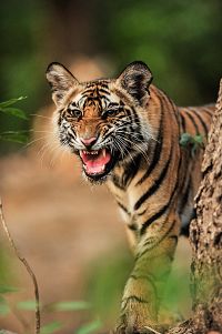 Le voyage de la vie [Blu-ray], 9