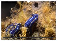 Unterwasser - Nacktschnecken 2025, 3