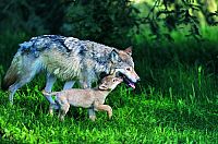 Leben mit Wölfen [DVD], 6