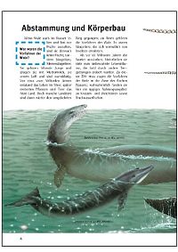 Wale und Delphine, 4