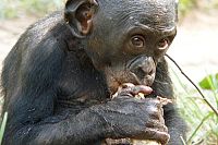 Benny - Allein im Wald [Blu-ray 3D], 4