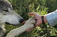 Leben mit Wölfen [DVD], 1