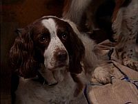 Wunder Hunde - Eine magische Geschichte [DVD], 5