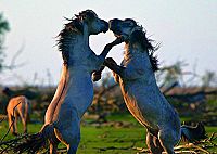 Unsere Wildnis [DVD], 7