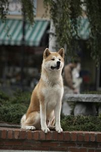 Hachiko - Eine wunderbare Freundschaft [DVD], 6