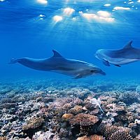 Abenteuer Korallenriff - Die Unterwasserwelt Ägyptens [Blu-ray 3D], 6