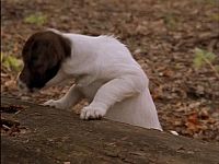 Wunder Hunde - Eine magische Geschichte [DVD], 2