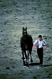 Phar Lap - Legende einer Nation  [Blu-ray], 1