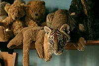 Zwei Brüder [Blu-ray], 2