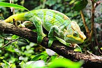 Wildes Madagaskar - Die Insel der Lemuren  [Blu-ray 3D], 3