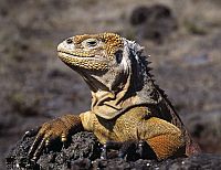 Naturwunder Galapagos [DVD], 4