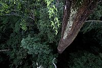 Das Geheimnis der Bäume  [DVD], 7