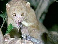 Ultimate Wildlife Vol. 7: Kälte & Primaten [DVD], 4